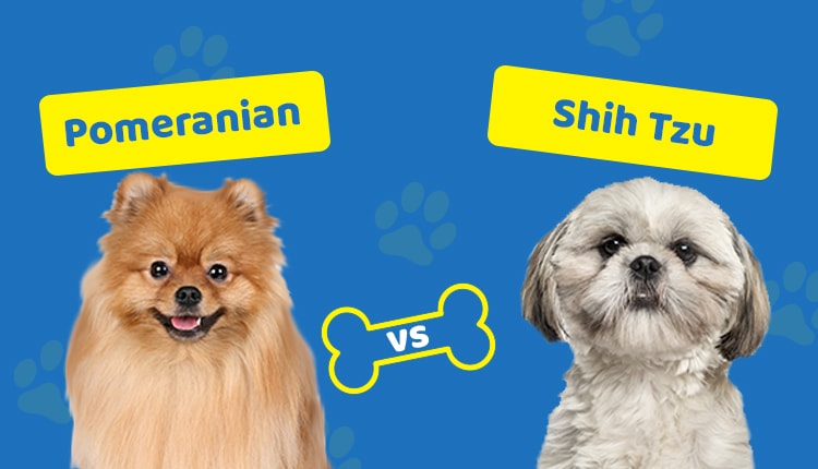 Pomeranian vs Shih Tzu