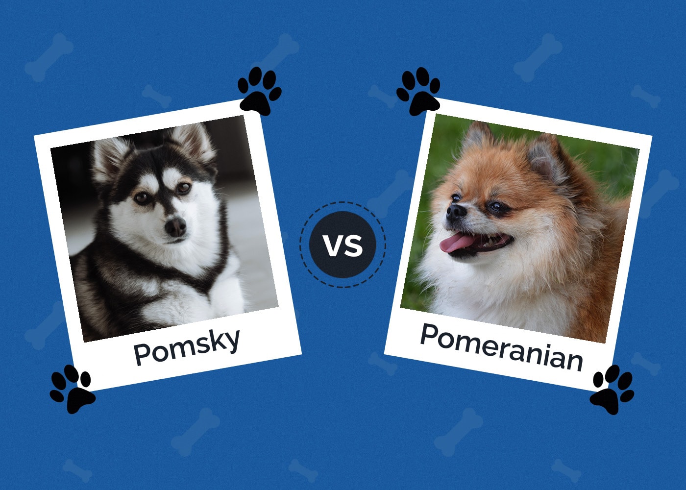 Pomsky vs Pomeranian