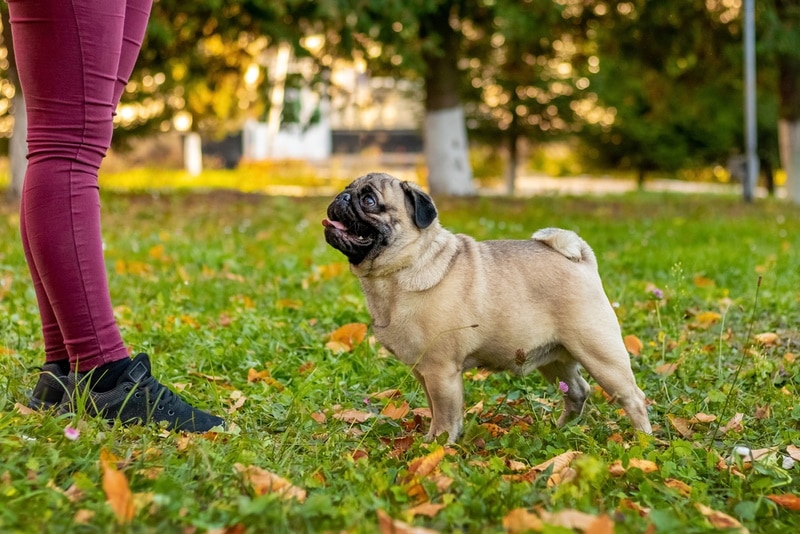 Pug standing on the-grass