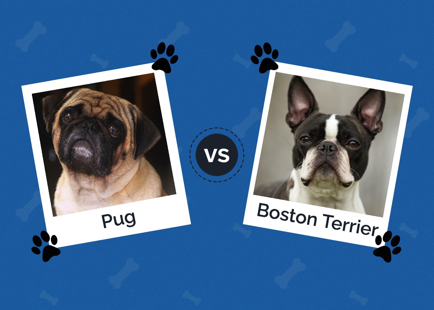 Pug vs Boston Terrier