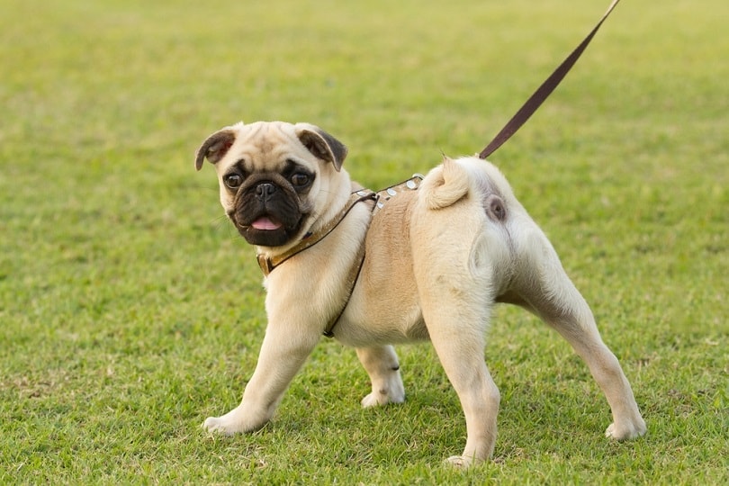 Pug deals puppy barking