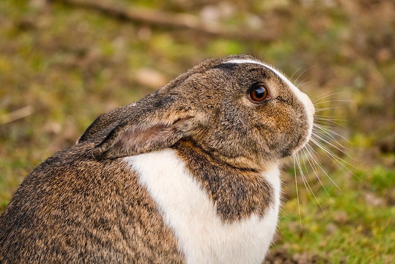 Rabbit close up