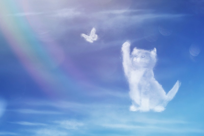 Rainbow Bridge Remembrance Day 2024 When It Is & How It Is Celebrated