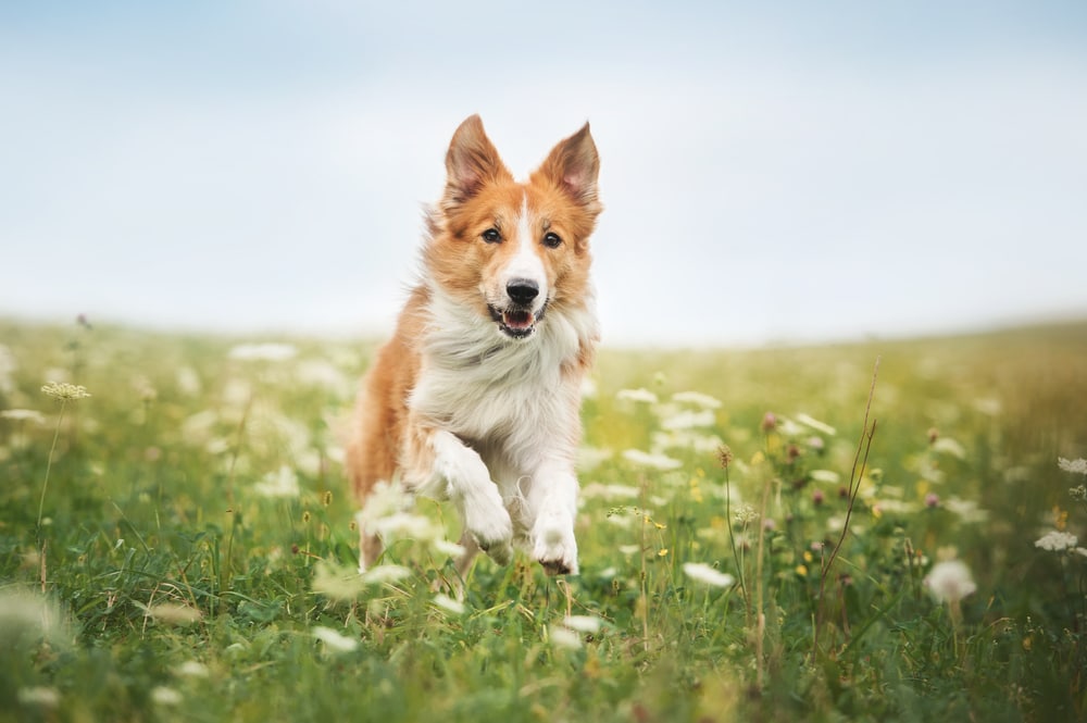 Red Border Collie