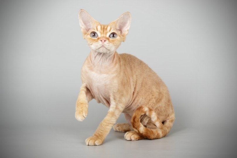 Red Devon Rex