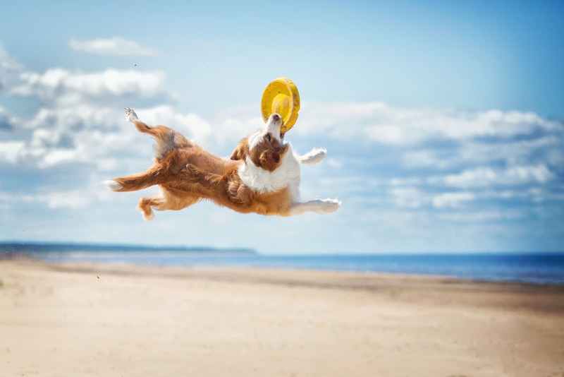 Red border collie catching a frisbee