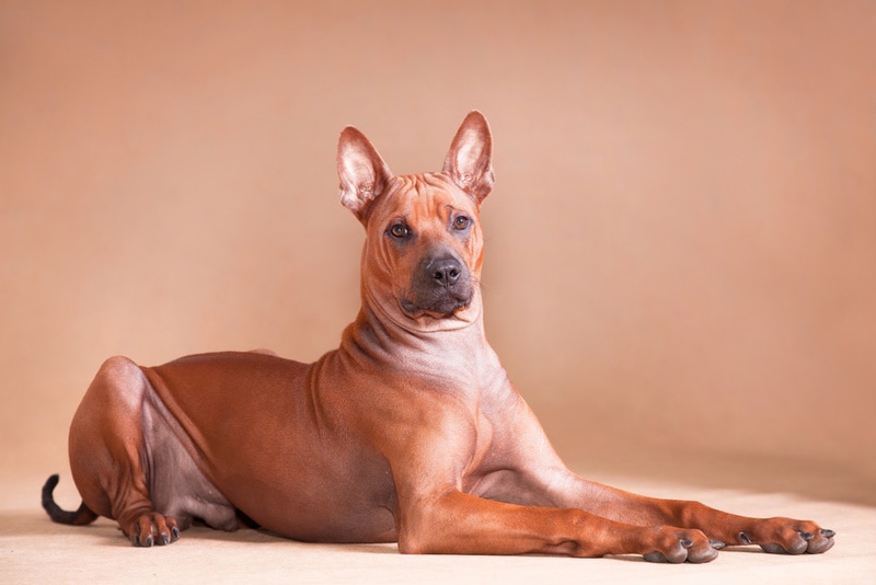 4 Thai Ridgeback Dog Colors & Physical Traits (With Pictures) | Hepper