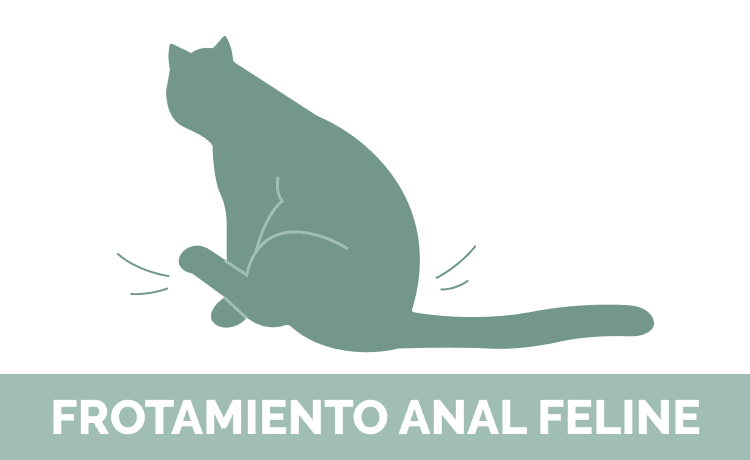 SPANISH_frotamiento_anal_feline