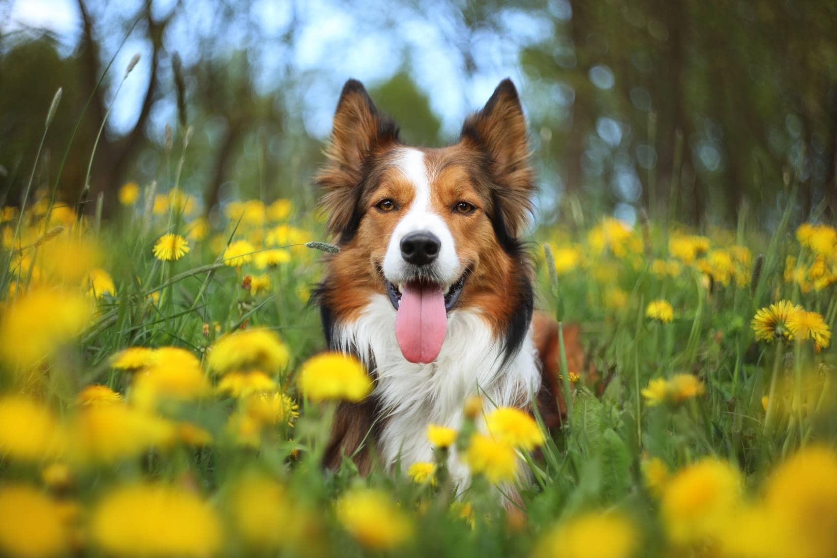 Sable Border Collie Pictures Facts Origin History Hepper