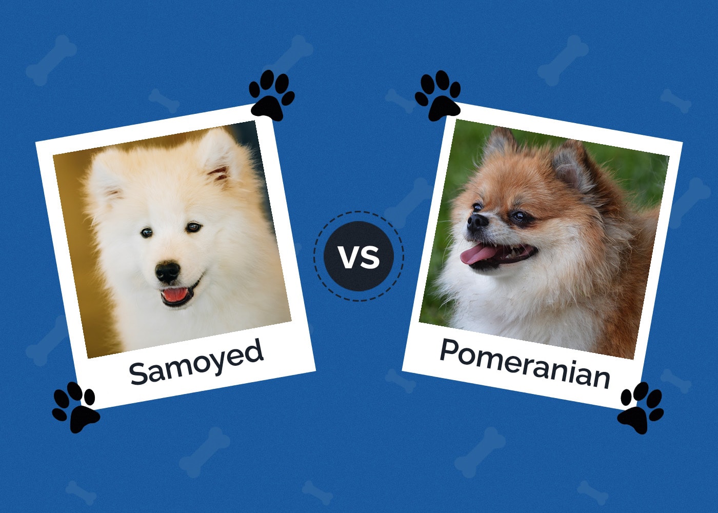 Samoyed vs Pomeranian