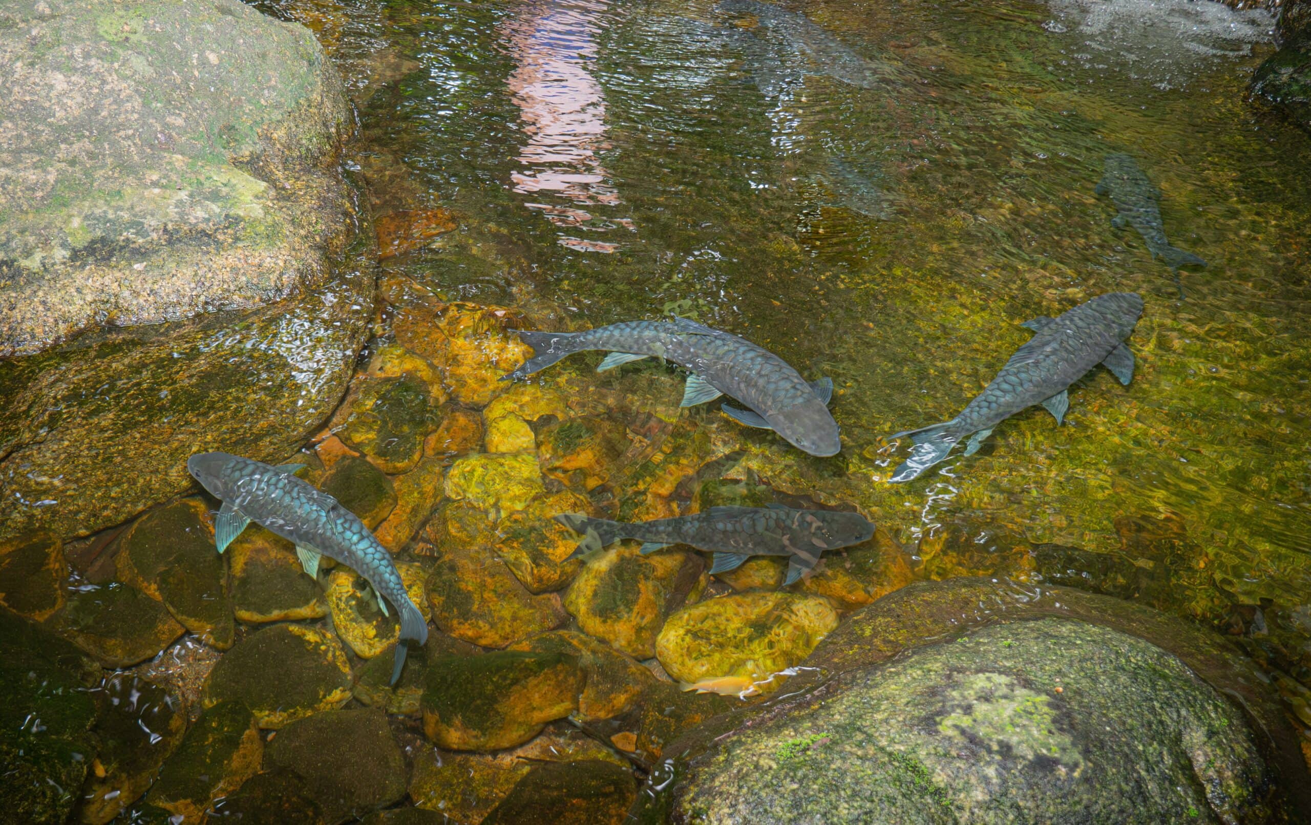Schools of black Koi Fish
