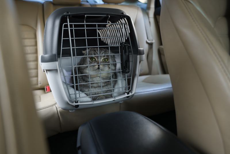 Scottish fold cat inside pet carrier in car