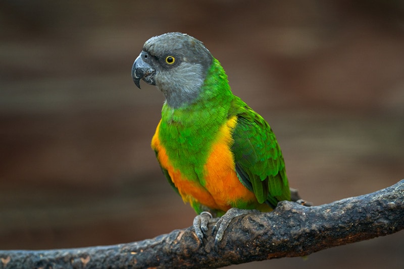 Senegal Parrots