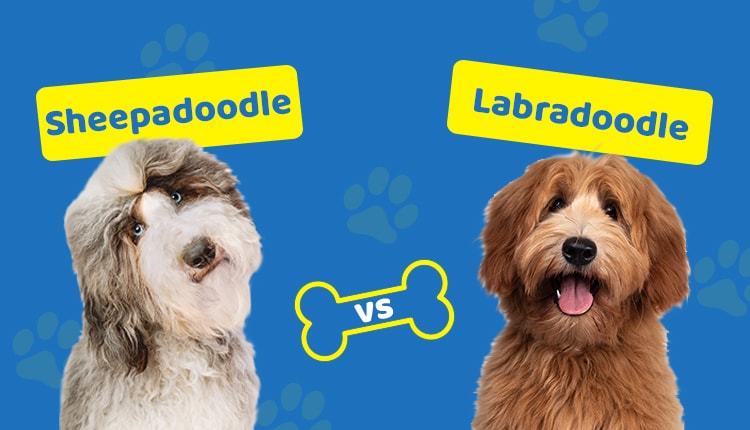 Sheepadoodle vs Labradoodle
