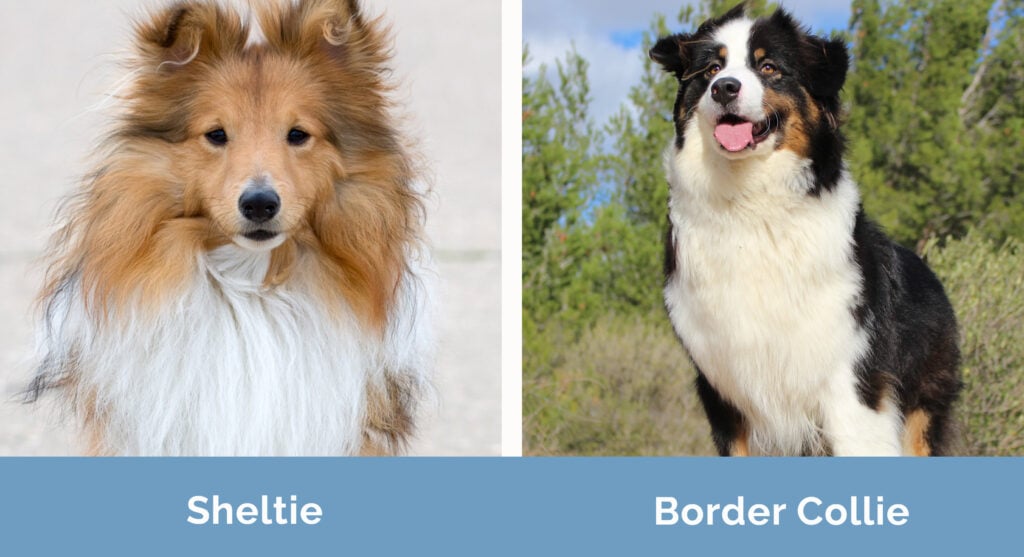 Difference between border collie and collie new arrivals