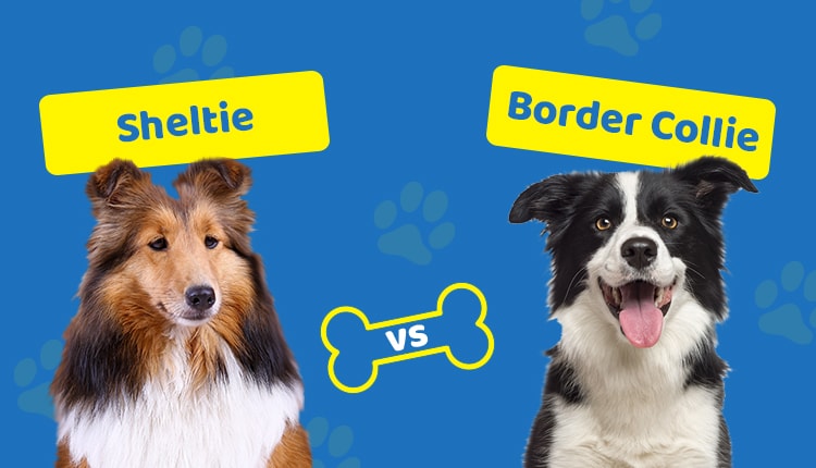 Sheltie vs Border Collie