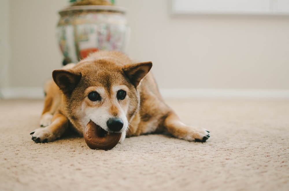 Chó Shiba Inu ăn bánh vòng
