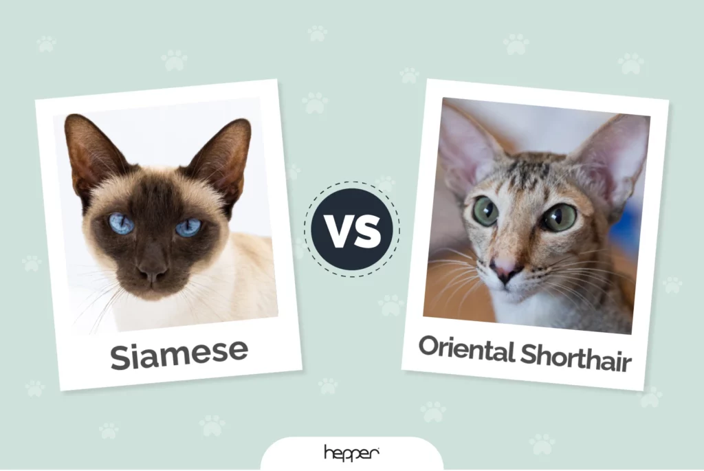 Siamese vs Oriental Shorthair - Featured Image