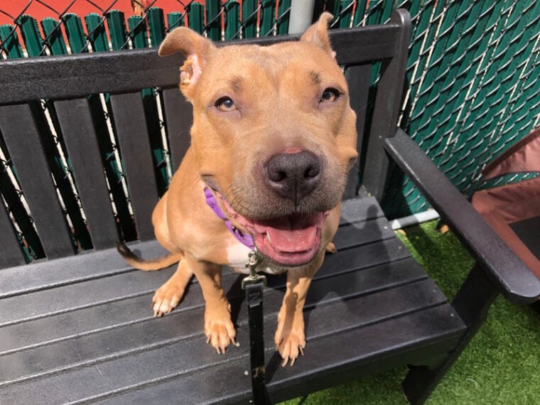 Where Are Pitbulls Banned in The US? Ownership Restrictions & FAQ Hepper