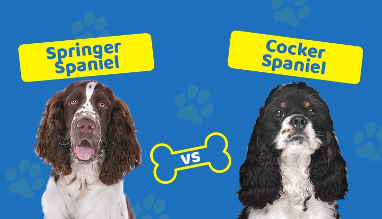Springer Spaniel vs Cocker Spaniel
