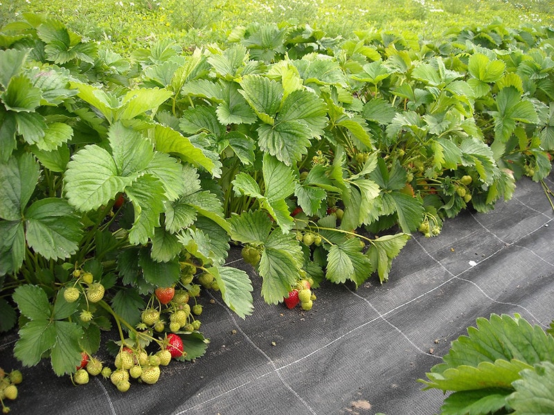 are leaves from wild strawberry plants toxic to dogs