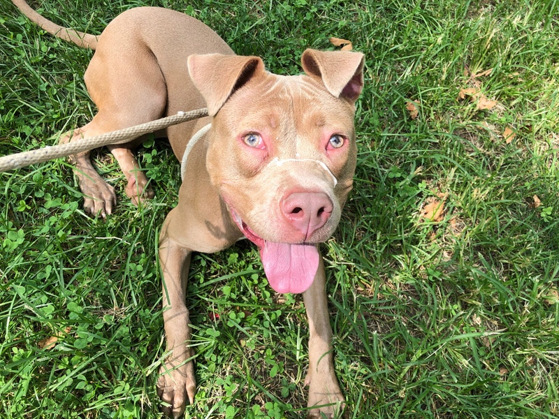 Tan pitbull sitting in grass