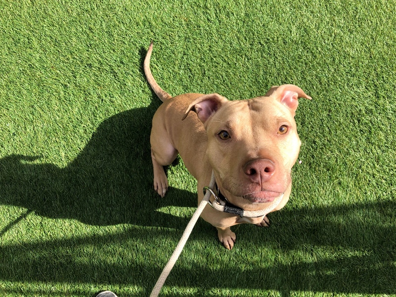 Tan pitbull sitting on bermuda grass