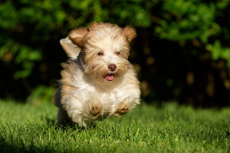 Teacup Havanese