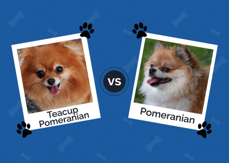 Teacup Pomeranian vs Pomeranian The Key Differences (With Pictures