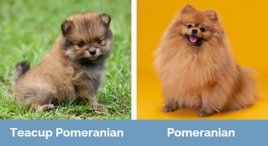 Teacup Pomeranian Vs The