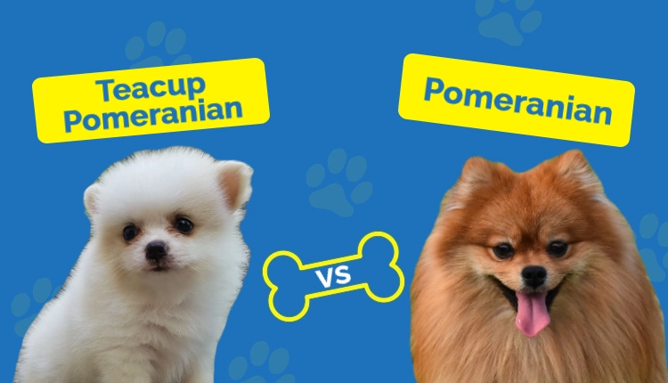 Teacup Pomeranian vs Pomeranian - Featured Image