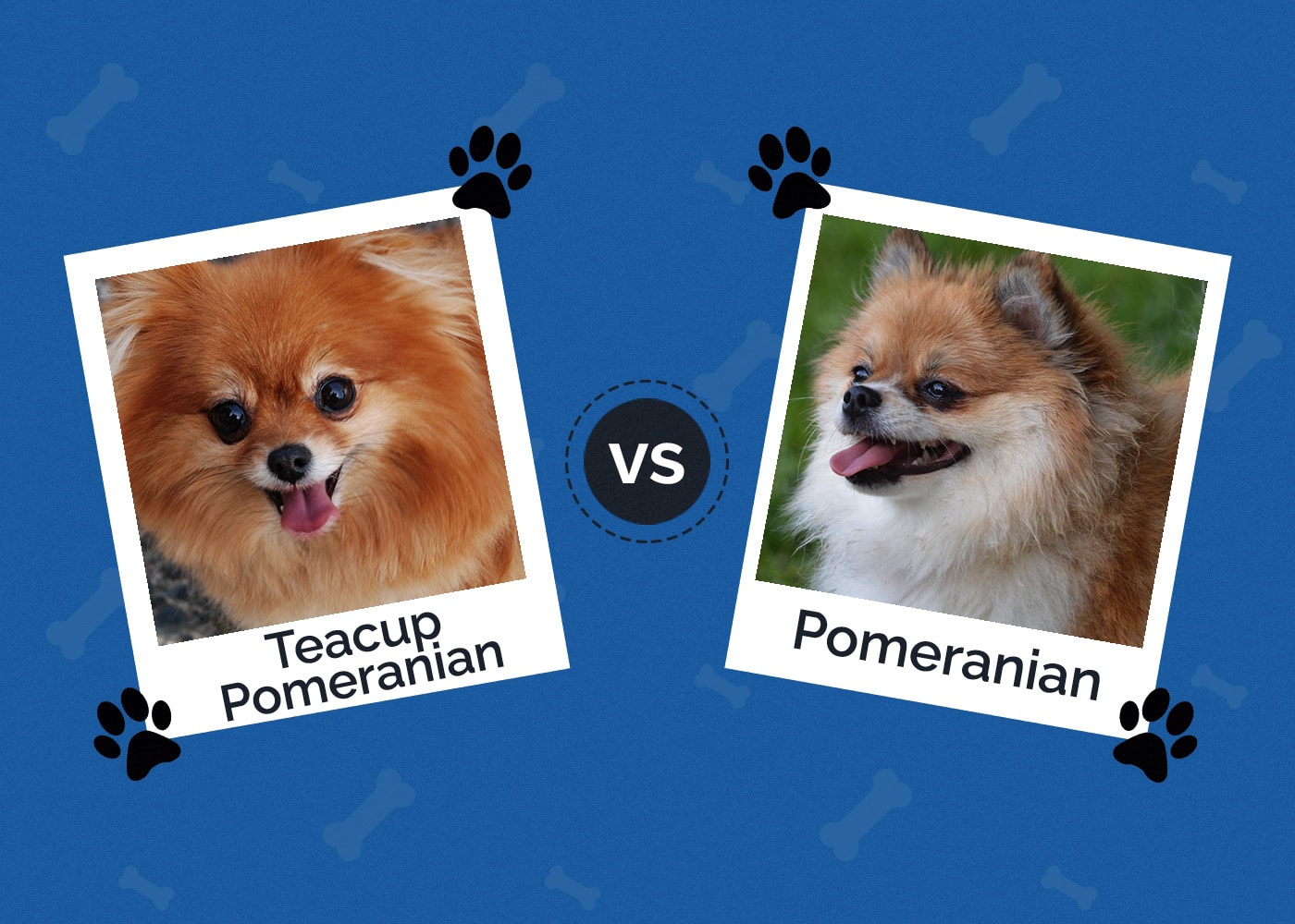 Teacup Pomeranian vs Pomeranian