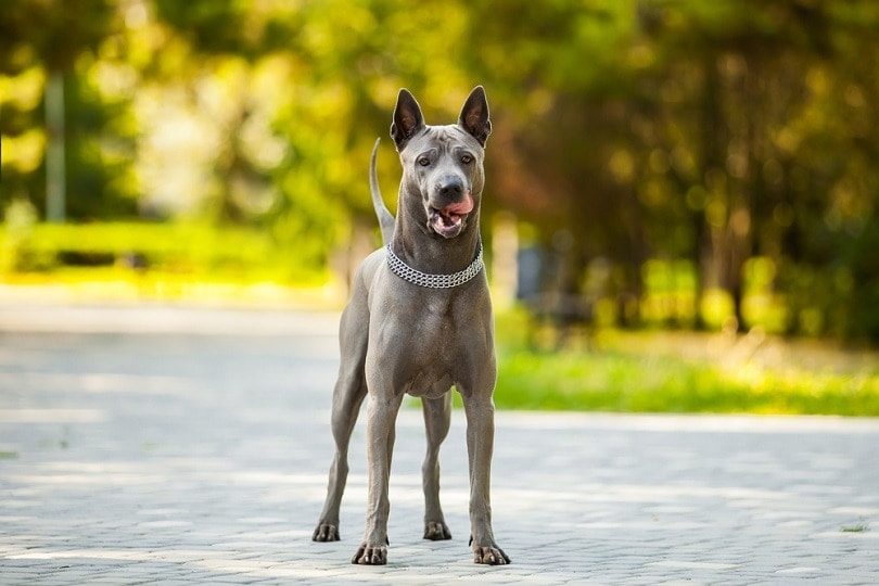 Thai ridgeback dogs sales 101