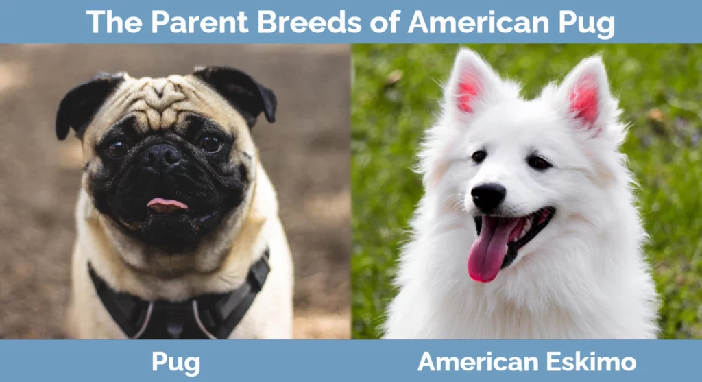The parent breeds of American Pug