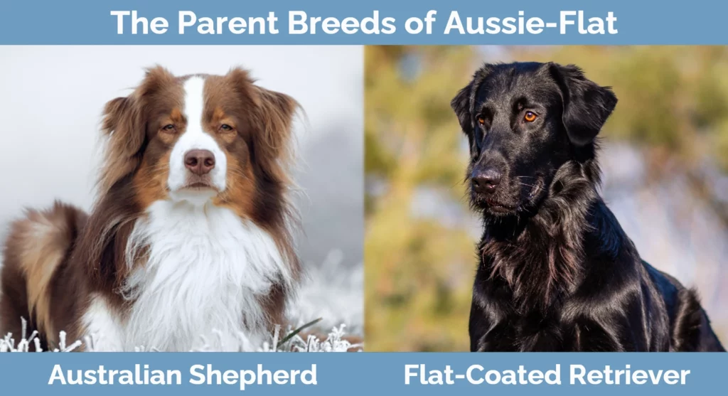 Aussie Flat Australian Shepherd Flat Coated Retriever Mix Info Pictures Facts Hepper