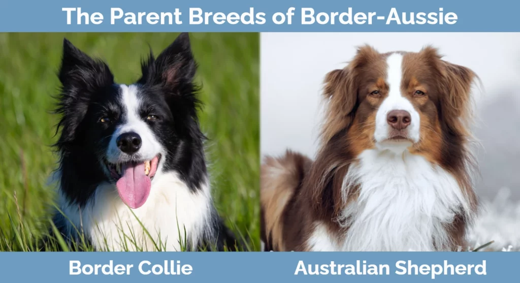 Border Aussie Dog Breed Pictures, Characteristics, and Facts