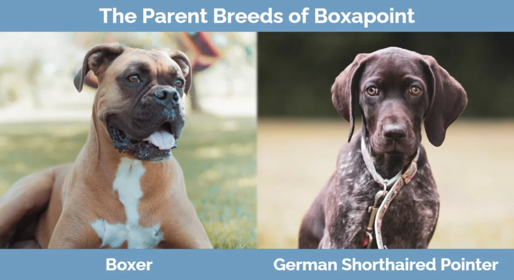 The parent breeds of Boxapoint