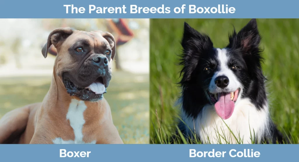 The parent breeds of Boxollie