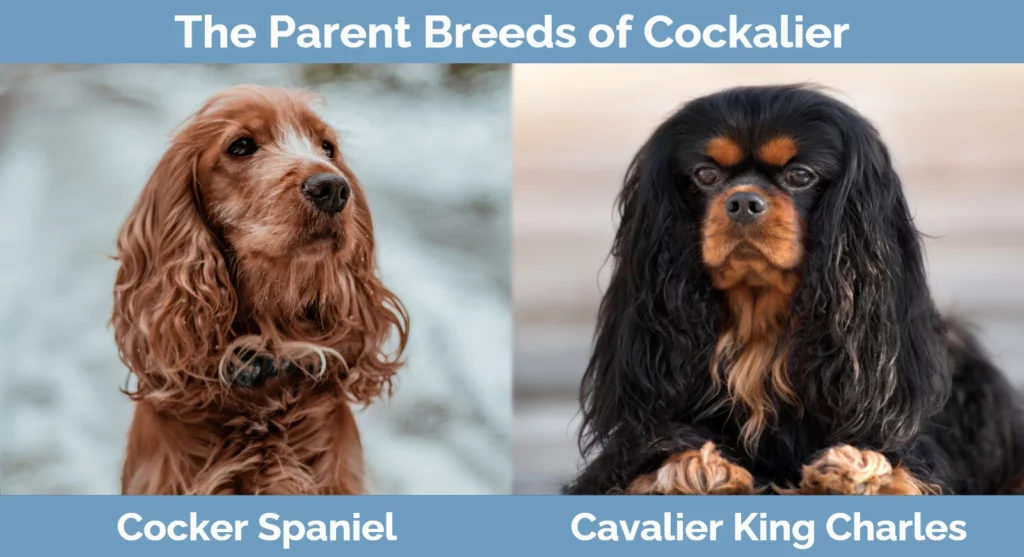 Cavalier king charles store spaniel cocker spaniels