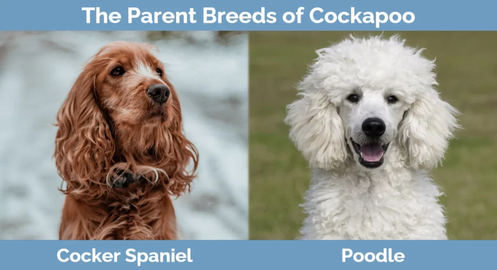 Cocker spaniel best sale poodle mix black