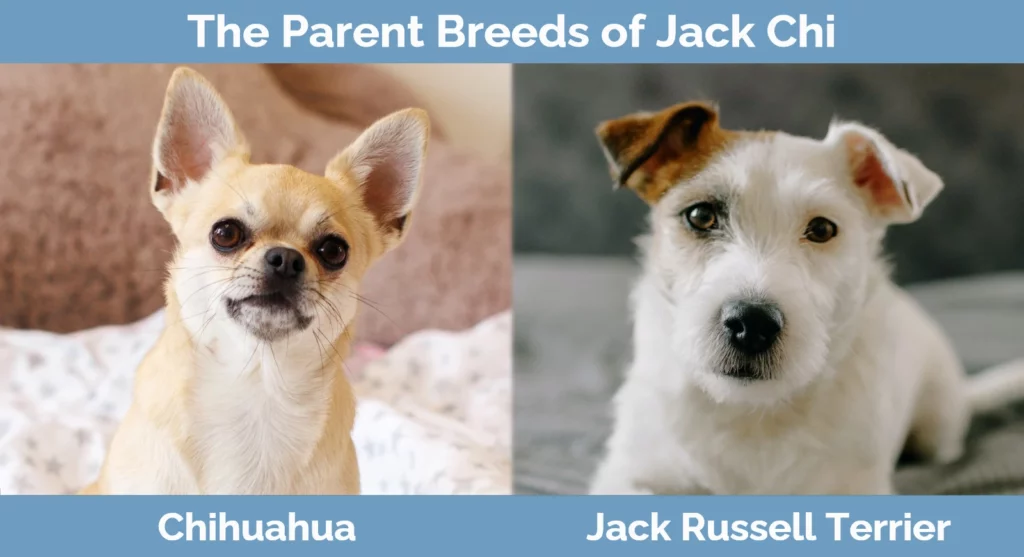 Jack chi deals price