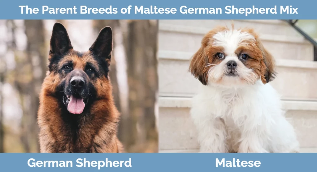 The parent breeds of Maltese German Shepherd Mix