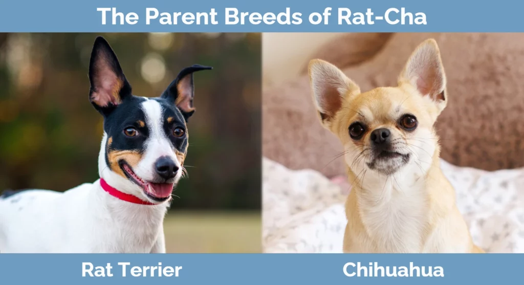 Rat terrier chihuahua store lifespan