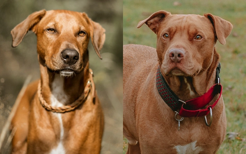 The parent breeds of Rhodesian Ridgeback Pitbull Mix