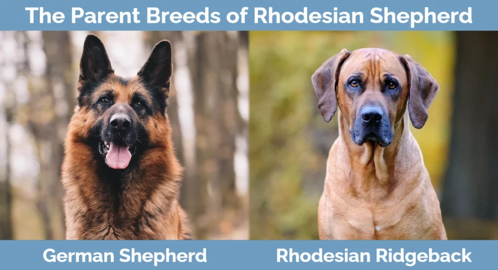Rhodesian ridgeback german shepherd mix puppies for sales sale