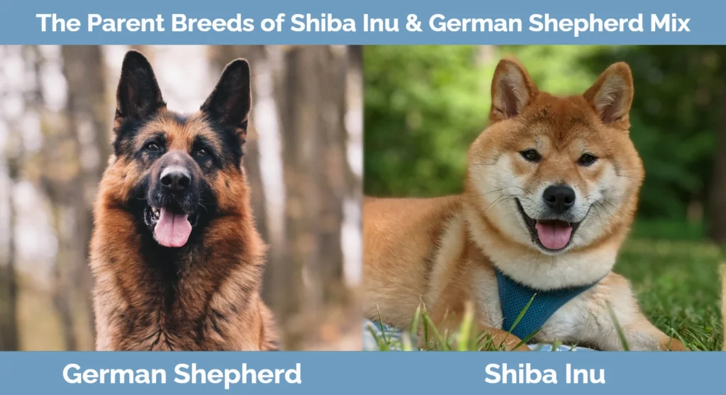 Shiba inu deals shepherd mix