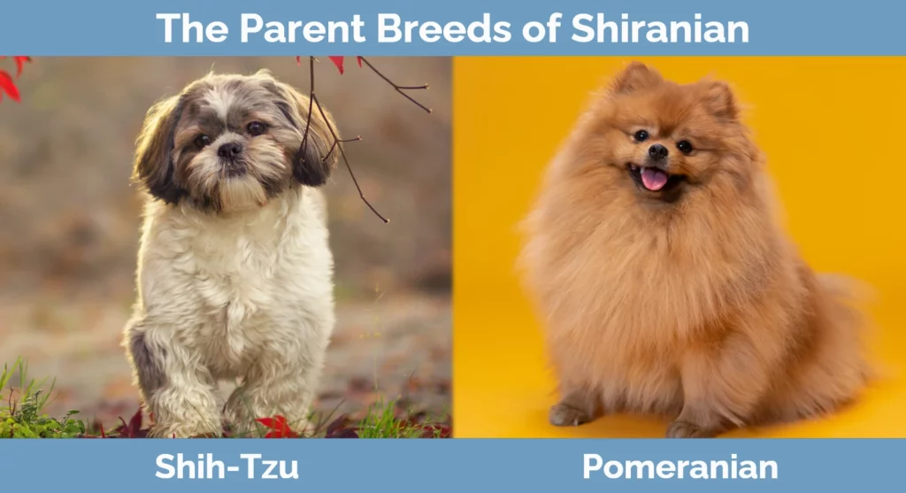 The parent breeds of Shiranian