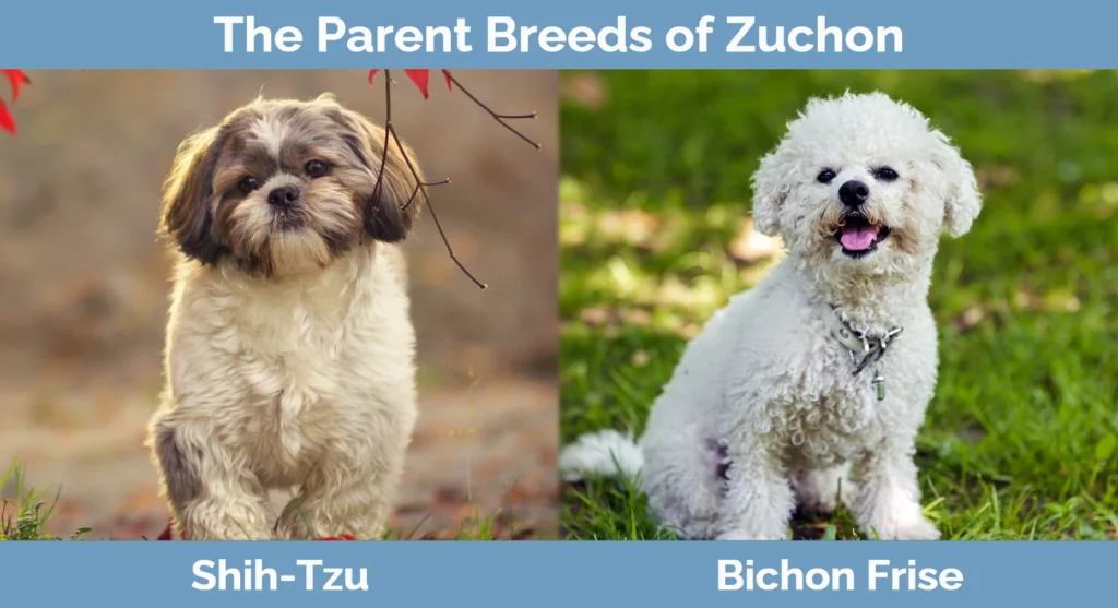 Zuchon price clearance