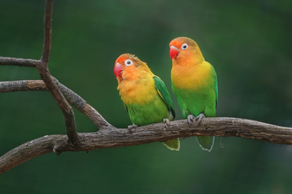 Two Fischers lovebirds hanging out