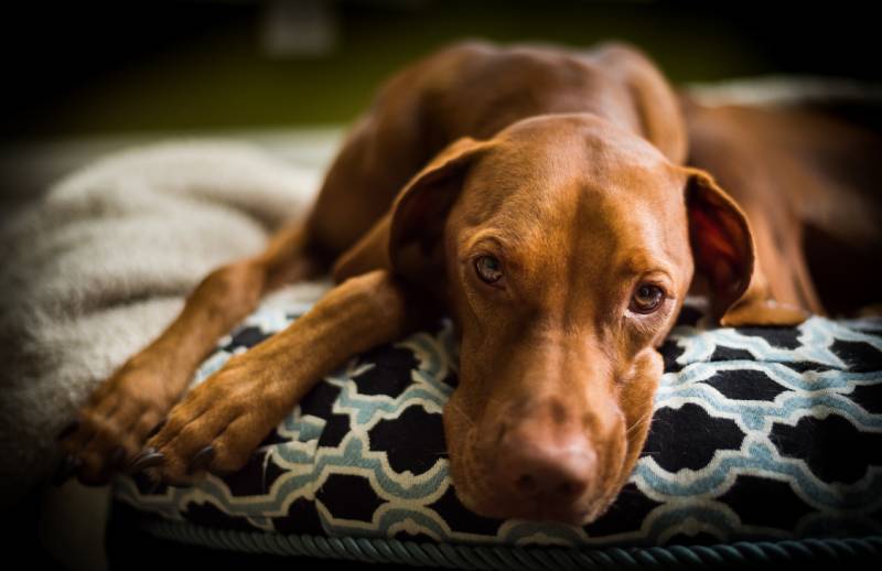 Vizsla dog in dog bed